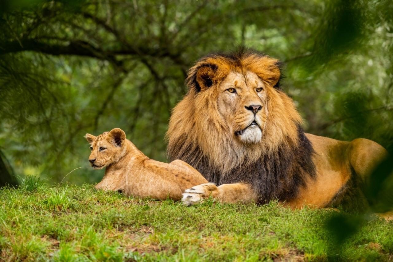 Eco-Conscious Journeys: A Conservationist's Guide to Wildlife-First Destinations: supporting editorial scene 1
