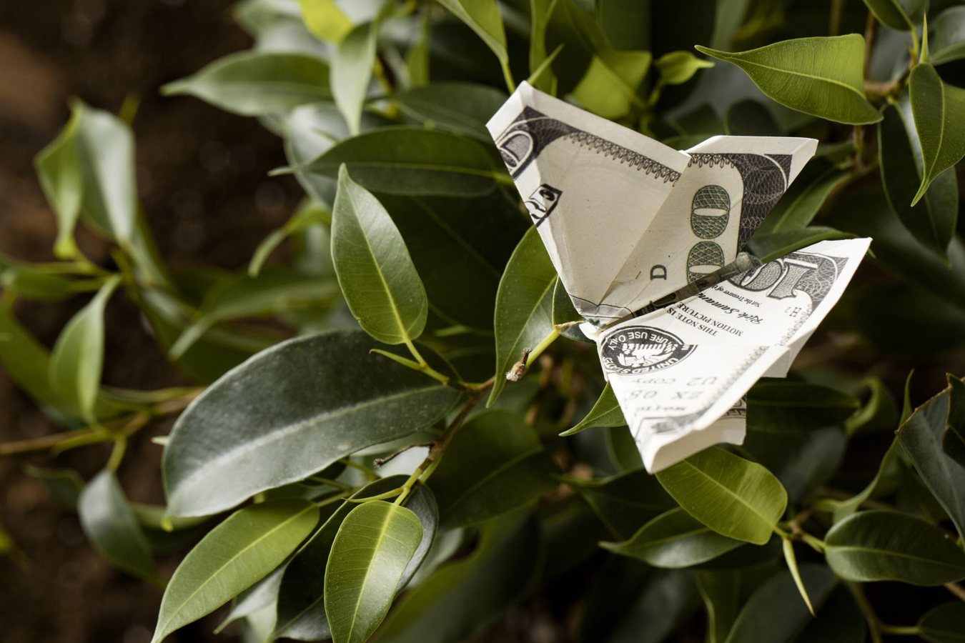 Swap Your Search: How to Effortlessly Green Your Digital Footprint